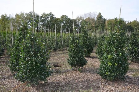 Ilex meserv. 'Blue Prince' (man=geen bes) 100-125 cm RB - image 5