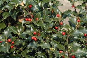 Ilex meserv. 'Blue Prince' (man=geen bes) 100-125 cm RB