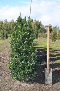 Ilex meserv. 'Blue Prince' (man=geen bes) 100-125 cm RB - image 4