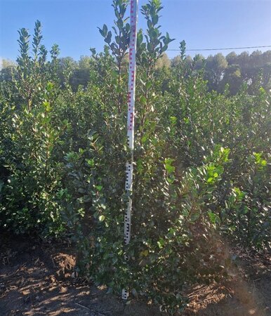 Ilex meserv. 'Blue Prince' (man=geen bes) 100-125 cm RB - image 6