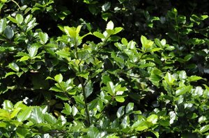 Ilex meserv. 'Blue Prince' (man=geen bes) 100-125 cm RB - image 9
