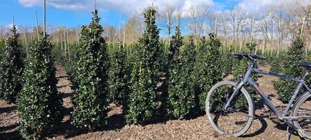 Ilex meserv. 'Blue Prince' (man=geen bes) 125-150 cm met kluit - afbeelding 2