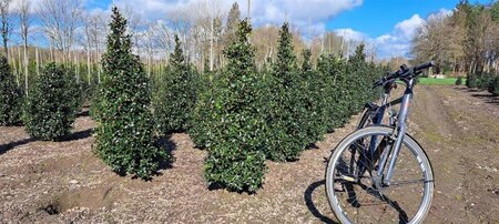 Ilex meserv. 'Blue Prince' (man=geen bes) 125-150 cm met kluit - afbeelding 11