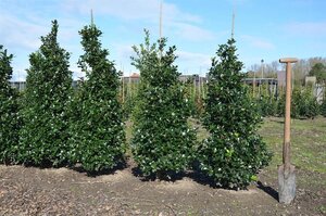 Ilex meserv. 'Blue Prince' (man=geen bes) 125-150 cm RB - image 3