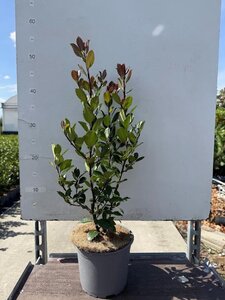 Ilex meserv. 'Blue Prince' (man=geen bes) 30-40 cm cont. 3,0L