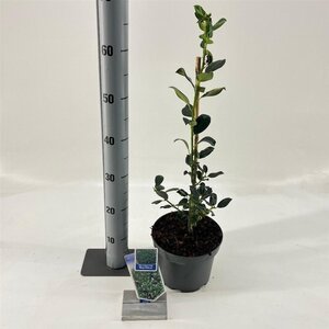 Ilex meserv. 'Blue Prince' (man=geen bes) 30-40 cm cont. 3,0L - afbeelding 2