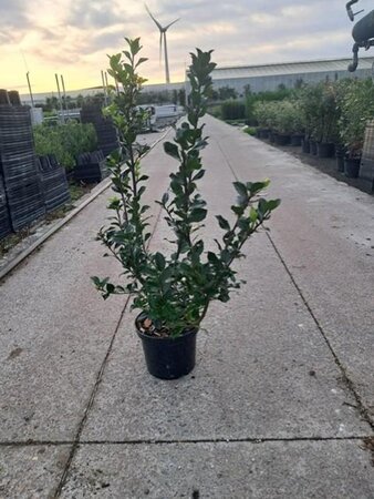 Ilex meserv. 'Blue Prince' (man=geen bes) 40-60 cm cont. 3,0L