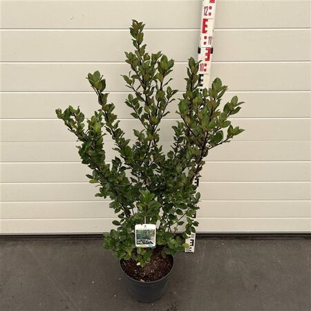 Ilex meserv. 'Blue Prince' (man=geen bes) 60-80 cm cont. 7,5L - afbeelding 1