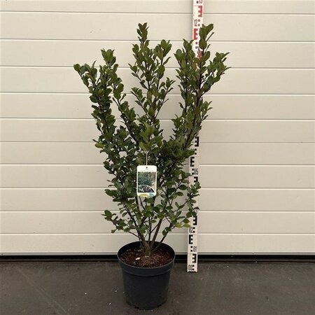 Ilex meserv. 'Blue Prince' (man=geen bes) 60-80 cm cont. 7,5L - afbeelding 2