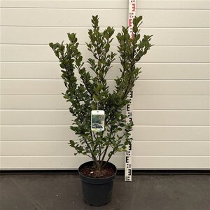 Ilex meserv. 'Blue Prince' (man=geen bes) 60-80 cm cont. 7,5L - afbeelding 2