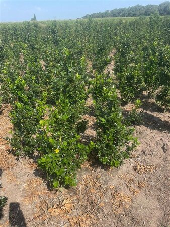 Ilex meserv. 'Blue Prince' (man=geen bes) 80-100 cm met kluit - afbeelding 7