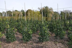Ilex meserv. 'Blue Prince' (man=geen bes) 80-100 cm met kluit - afbeelding 2