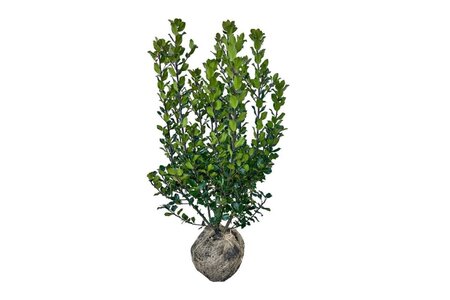 Ilex meserv. 'Blue Prince' (man=geen bes) 80-100 cm met kluit - afbeelding 8