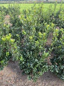 Ilex meserv. 'Blue Prince' (man=geen bes) 80-100 cm met kluit - afbeelding 2