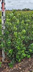 Ilex meserv. 'Blue Prince' (man=geen bes) 80-100 cm met kluit - afbeelding 4