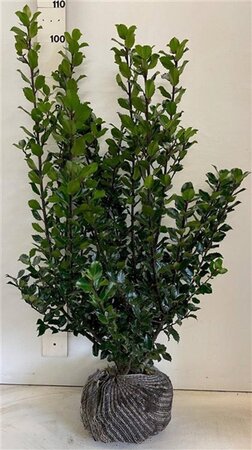 Ilex meserv. 'Blue Prince' (man=geen bes) 80-100 cm met kluit - afbeelding 5