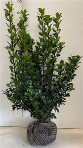 Ilex meserv. 'Blue Prince' (man=geen bes) 80-100 cm met kluit - afbeelding 5