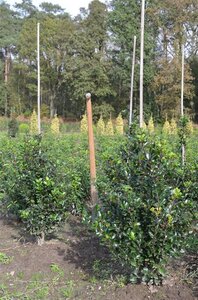 Ilex meserv. 'Blue Prince' (man=geen bes) 80-100 cm met kluit - afbeelding 12