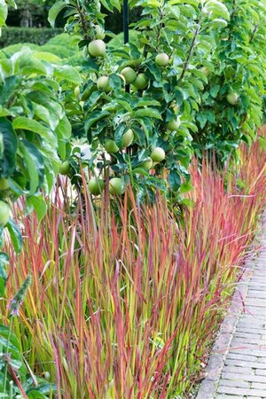 Imperata cylindrica 'Red Baron' = 'Rubra' geen maat specificatie 0,55L/P9cm - afbeelding 11