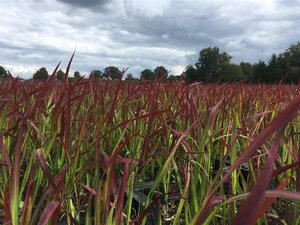 Imperata cylindrica 'Red Baron' geen maat specificatie 0,55L/P9cm - afbeelding 14