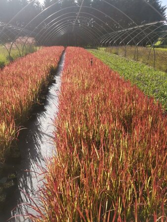 Imperata cylindrica 'Red Baron' geen maat specificatie 0,55L/P9cm - afbeelding 2