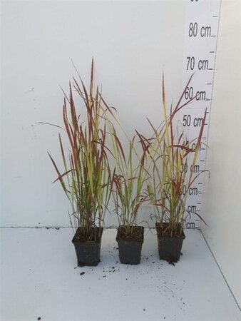 Imperata cylindrica 'Red Baron' geen maat specificatie 0,55L/P9cm - afbeelding 15