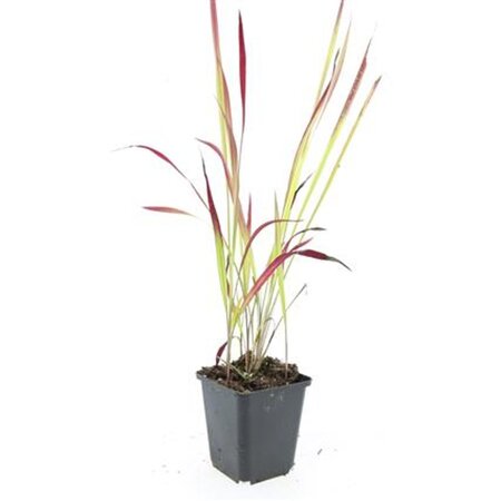 Imperata cylindrica 'Red Baron' geen maat specificatie 0,55L/P9cm - afbeelding 6
