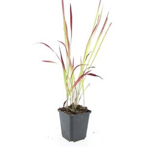 Imperata cylindrica 'Red Baron' geen maat specificatie 0,55L/P9cm - afbeelding 6
