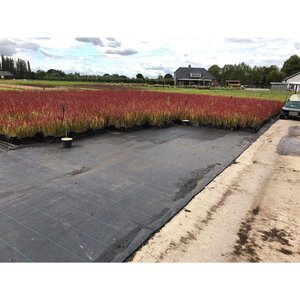 Imperata cylindrica 'Red Baron' geen maat specificatie 0,55L/P9cm - afbeelding 11