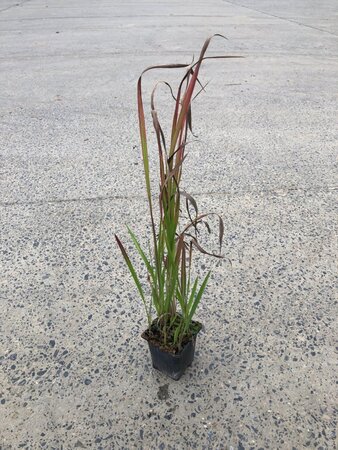 Imperata cylindrica 'Red Baron' geen maat specificatie 0,55L/P9cm - afbeelding 7