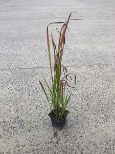 Imperata cylindrica 'Red Baron' geen maat specificatie 0,55L/P9cm - afbeelding 7