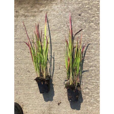 Imperata cylindrica 'Red Baron' geen maat specificatie 0,55L/P9cm - afbeelding 10