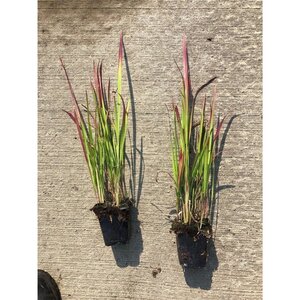 Imperata cylindrica 'Red Baron' geen maat specificatie 0,55L/P9cm - afbeelding 10