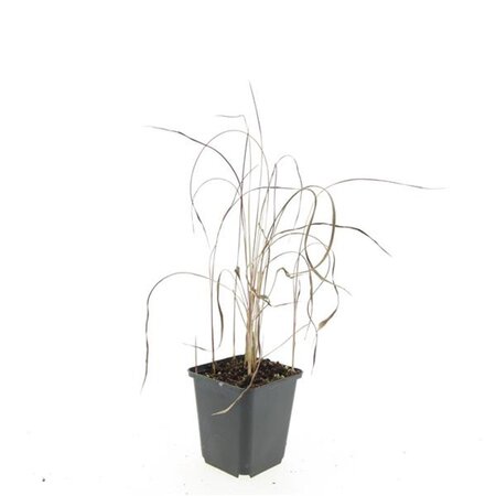 Imperata cylindrica 'Red Baron' geen maat specificatie 0,55L/P9cm - afbeelding 5