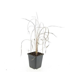 Imperata cylindrica 'Red Baron' geen maat specificatie 0,55L/P9cm - afbeelding 5