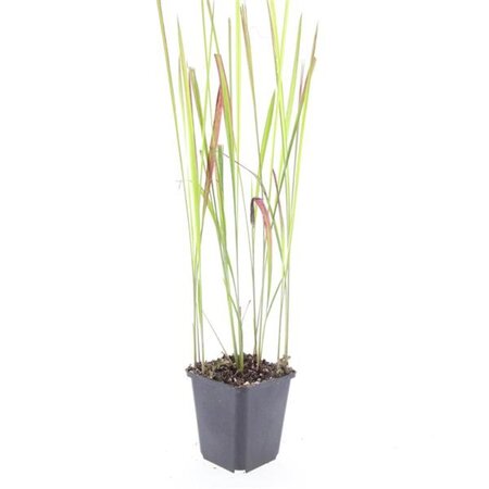 Imperata cylindrica 'Red Baron' geen maat specificatie 0,55L/P9cm - afbeelding 4