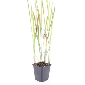 Imperata cylindrica 'Red Baron' geen maat specificatie 0,55L/P9cm - afbeelding 4