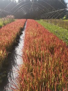 Imperata cylindrica 'Red Baron' geen maat specificatie 0,55L/P9cm - afbeelding 14