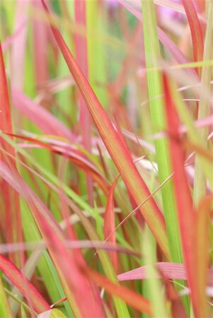 Imperata cylindrica 'Red Baron' geen maat specificatie 0,55L/P9cm - afbeelding 3