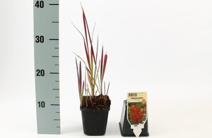 Imperata cylindrica 'Red Baron' geen maat specificatie 0,55L/P9cm - afbeelding 19