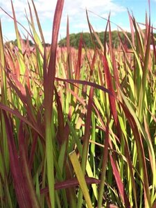 Imperata cylindrica 'Red Baron' geen maat specificatie 0,55L/P9cm - afbeelding 13