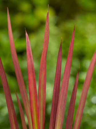 Imperata cylindrica 'Red Baron' geen maat specificatie 0,55L/P9cm - afbeelding 2