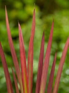 Imperata cylindrica 'Red Baron' geen maat specificatie 0,55L/P9cm - afbeelding 2