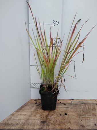 Imperata cylindrica 'Red Baron' geen maat specificatie 0,55L/P9cm - afbeelding 5
