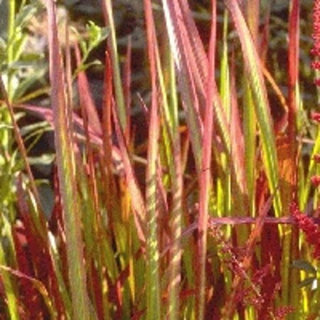 Imperata cylindrica 'Red Baron' geen maat specificatie 0,55L/P9cm - afbeelding 16