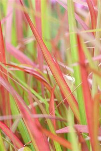 Imperata cylindrica 'Red Baron' geen maat specificatie 0,55L/P9cm - image 6