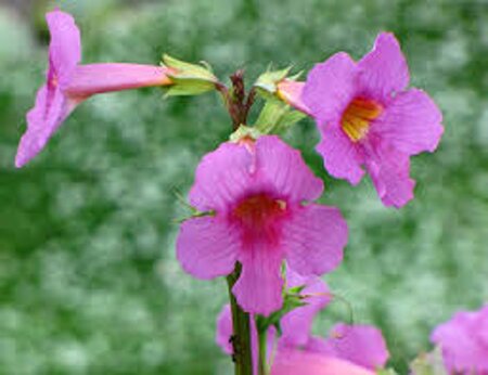 Incarvillea delavayi geen maat specificatie 0,55L/P9cm - afbeelding 2