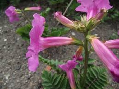 Incarvillea delavayi geen maat specificatie 0,55L/P9cm - afbeelding 3