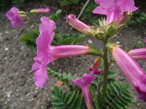 Incarvillea delavayi geen maat specificatie 0,55L/P9cm - afbeelding 3