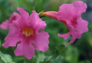 Incarvillea delavayi geen maat specificatie 0,55L/P9cm - afbeelding 4